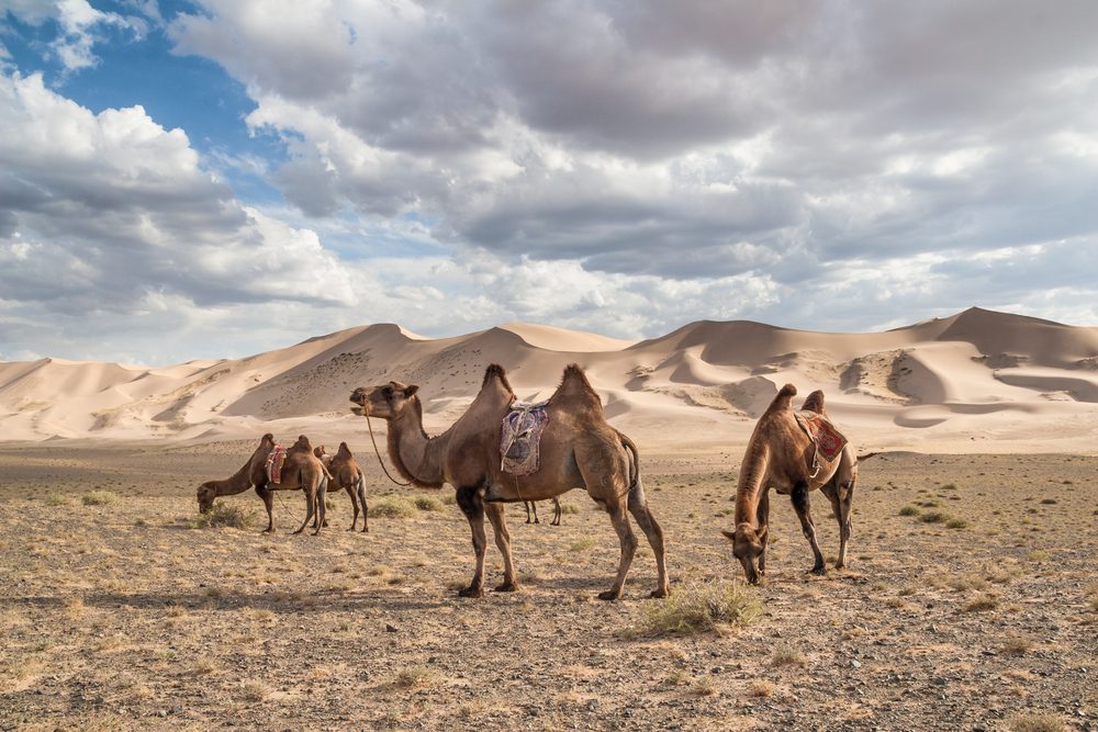 Gobi Gurvansaikhan National Park (Official GANP Park Page)